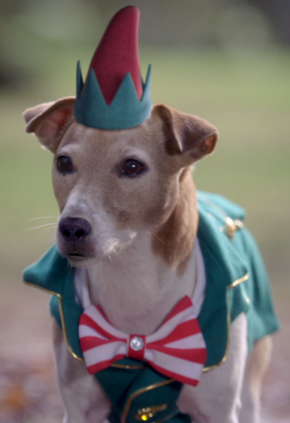File:Eddy the Elf Dog - Edited.png - Television and Film Character Encyclopedia
