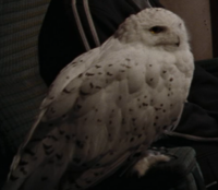 Hedwig HPATGOF - Edited.png